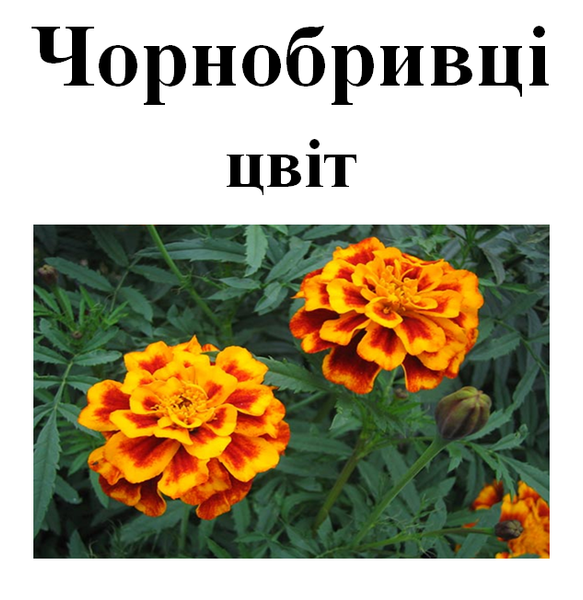 Чорнобривці (чорнобривці), цвіт сухий, 30 грам. 1241014524 фото