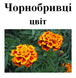 Чорнобривці (чорнобривці), цвіт сухий, 30 грам. 1241014524 фото 2