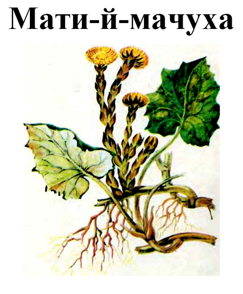 Мати-й-мачуха, трава суха, 30 грам. 1220929240 фото