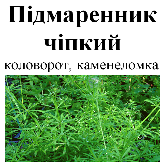 Підмаренник чіпкий (коловорот, каменеломка), трава суха, 40 грам. 1232615401 фото