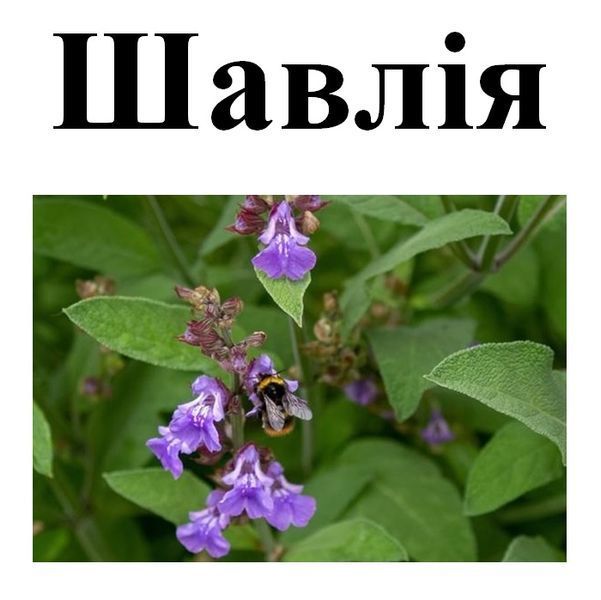Шалфей лекарственный, трава сухая, 25 грамм. 1241015955 фото