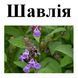 Шалфей лекарственный, трава сухая, 25 грамм. 1241015955 фото 2