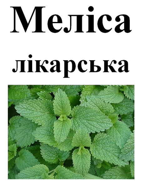Мелисса лекарственная, трава сухая, 40 грамм. 1220936659 фото
