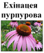 Ехінацея пурпурова, цвіт сушений, 50 грам. 1215216114 фото 2