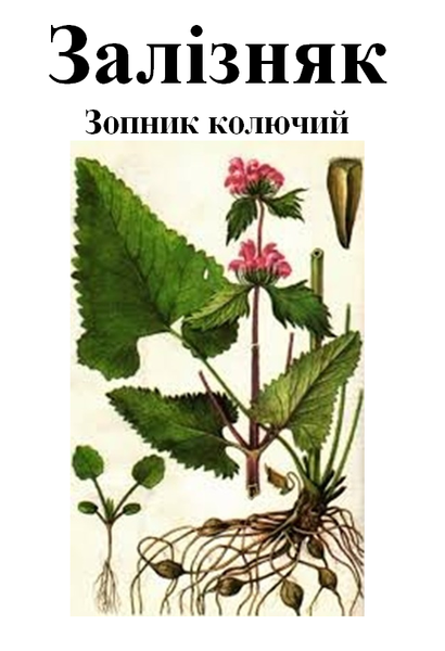 Залізняк (зопник колючий), трава суха, 35 грам. 1215221840 фото