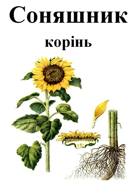 Соняшник, корінь сушений, 50 грам. 1232617455 фото