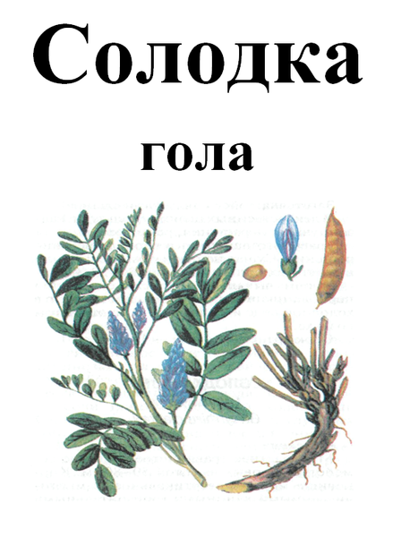 Солодка гола, корінь мелений, 50 грам. 2897569151 фото