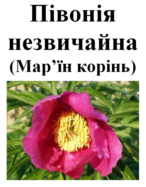 Пион уклоняющийся (марьин корень), 30 грамм 2111923124 фото