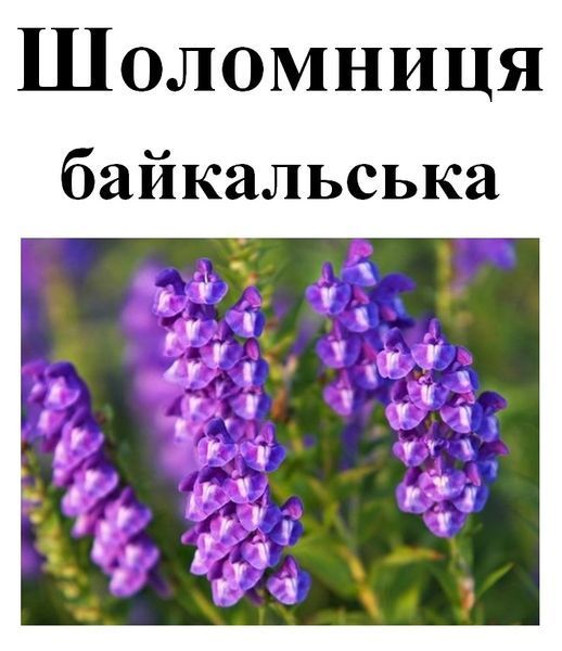 Шоломниця байкальська, корінь, 25 грам. 1241022006 фото