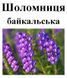 Шоломниця байкальська, корінь, 25 грам. 1241022006 фото 2
