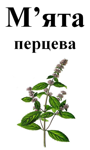 М'ята перцева, трава суха, 30 грам. 1220945356 фото