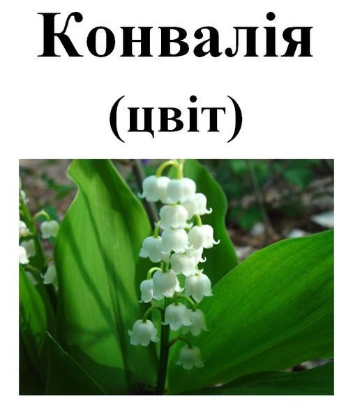 Конвалія звичайна, цвіт сушений, 10 грам 2111925197 фото