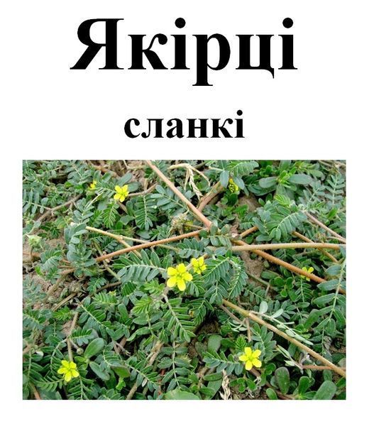 Якірці сланкі, трава сухая, 40 грам. 1241027326 фото