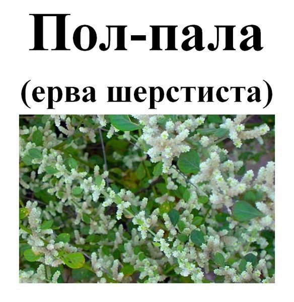 Пол-пала (ерва шерстиста), трава суха, 30 грам. 1232617674 фото