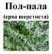 Пол-пала (ерва шерстиста), трава суха, 30 грам. 1232617674 фото 2