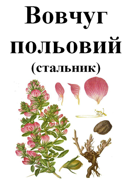 Вовчуг (стальник), корінь сухий, 50 грам. 1240979301 фото
