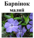 Барвінок малий, трава суха, 30 грам. 1209644096 фото 2