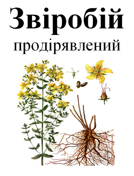 Звіробій продірявлений, трава суха, 50 грам. 1215224164 фото