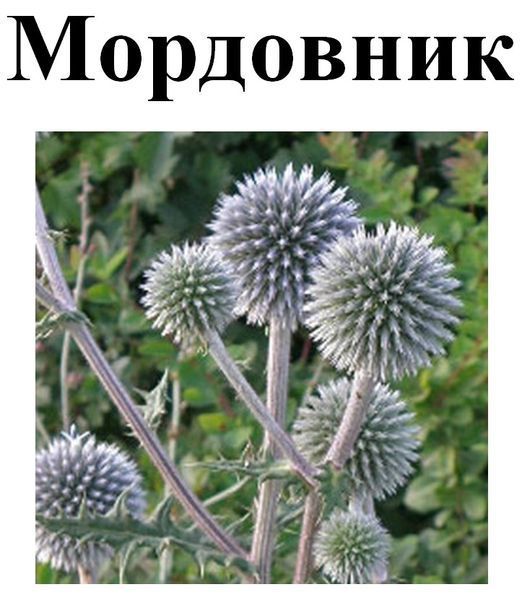 Мордовник обыкновенный, семена, 30 грамм. 1220960802 фото