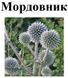 Мордовник обыкновенный, семена, 30 грамм. 1220960802 фото 2
