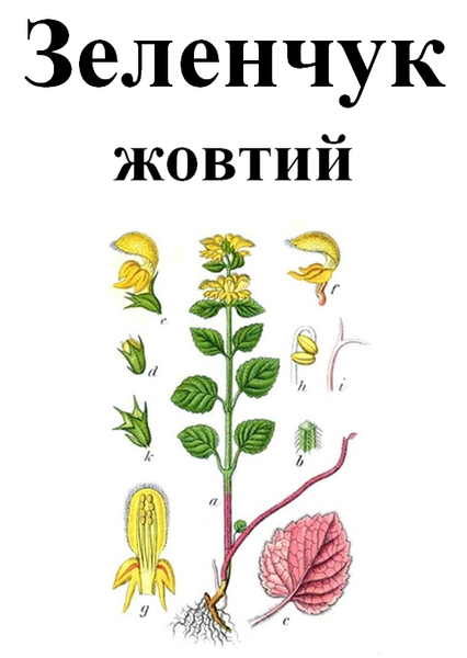 Зеленчук желтый, трава сухая, 30 грамм. 1215225689 фото