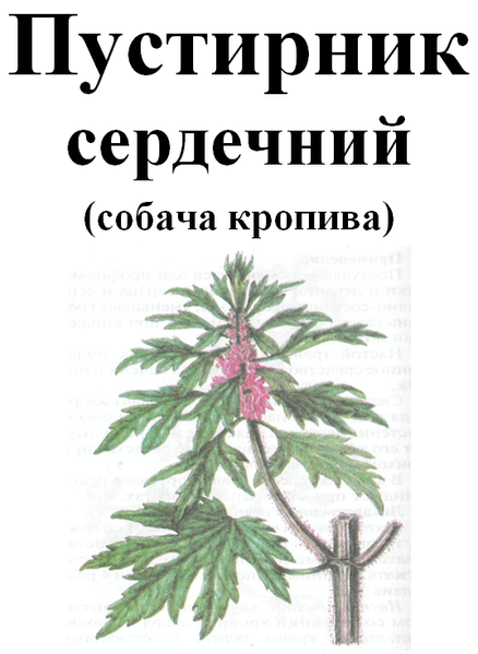 Пустирник сердечний (собача кропива), трава суха, 40 грам. 1232619514 фото