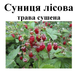 Суниця лісова, сушена трава, 30 грам. 1215227162 фото 2