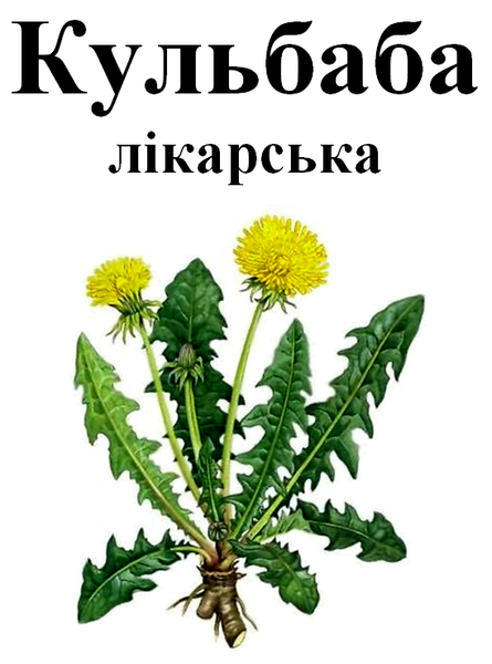 Кульбаба лікарська корінь, 50 грам. 1220994840 фото