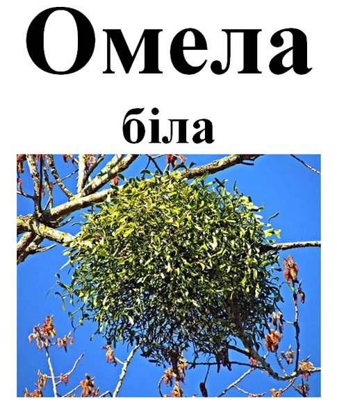 Омела біла, трава сухая, 50 грам. 1220996538 фото