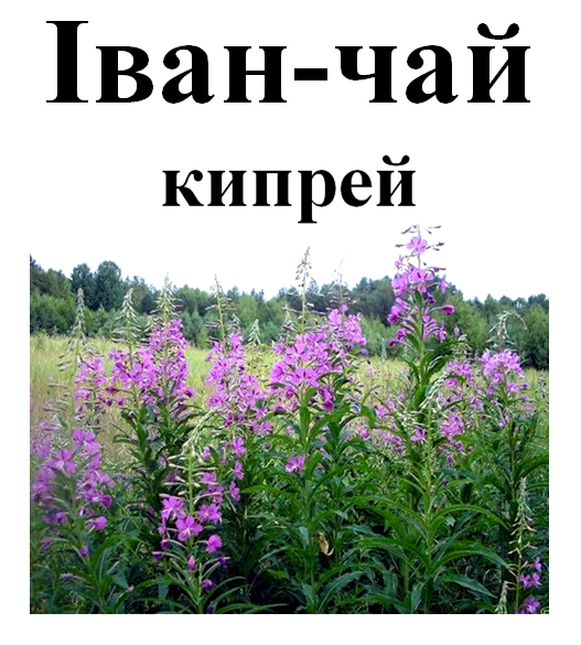 Иван-чай кипрей трава сушенная, 50 грамм. 2539300977 фото