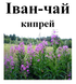 Иван-чай кипрей трава сушенная, 50 грамм. 2539300977 фото 3