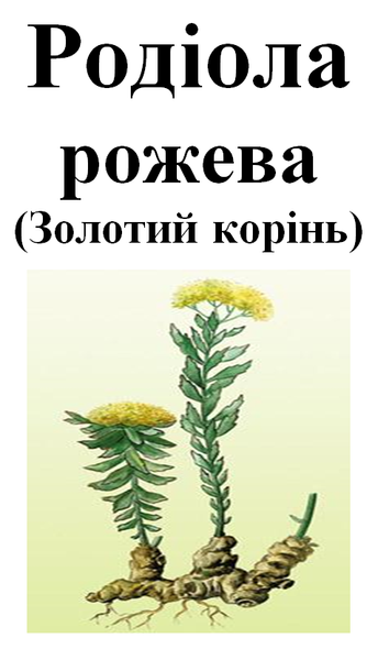 Родиола розовая (золотой корень), корень сухой, 30 грамм. 1237892188 фото