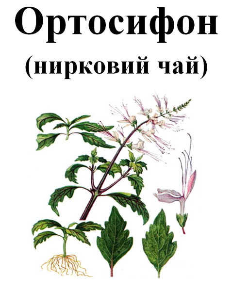 Ортосифон (нирковий чай), трава суха, 40 грам. 1220997799 фото