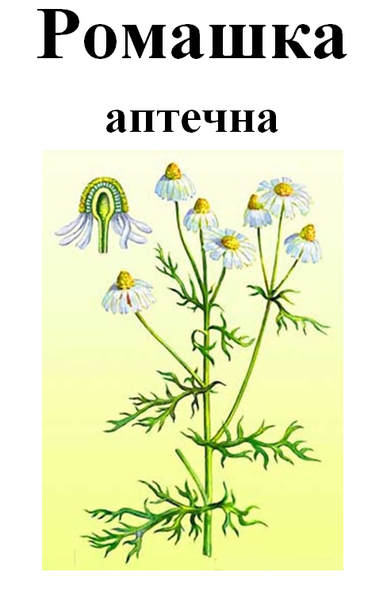 Ромашка аптечная цветки, 50 грамм. 1240957892 фото