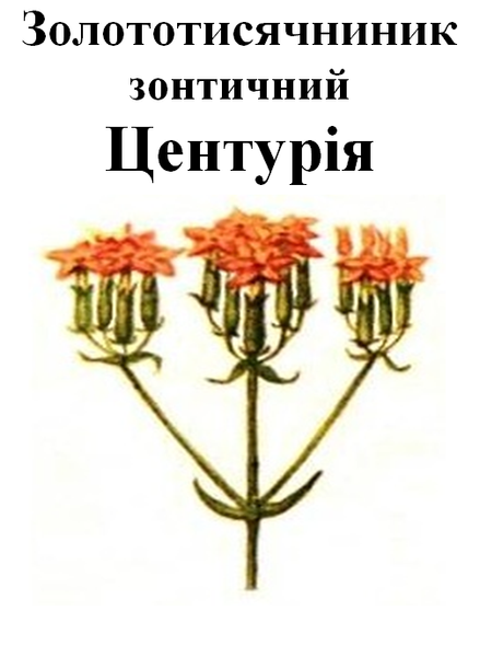 Золототисячник зонтичний (центурія), трава суха, 30 грам. 1215232142 фото