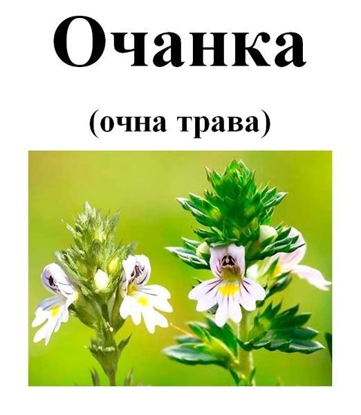 Очанка (очна трава), трава суха, 20 грам. 1220999115 фото