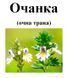 Очанка (очна трава), трава суха, 20 грам. 1220999115 фото 2