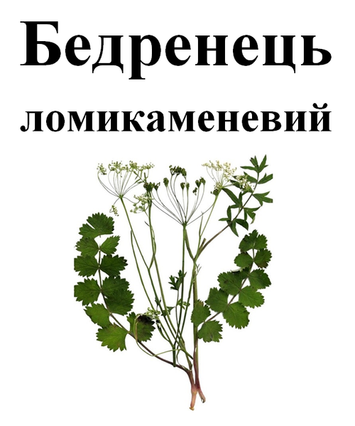 Бедренец камнеломковый, корень сухой, 50 грамм. 1794810851 фото