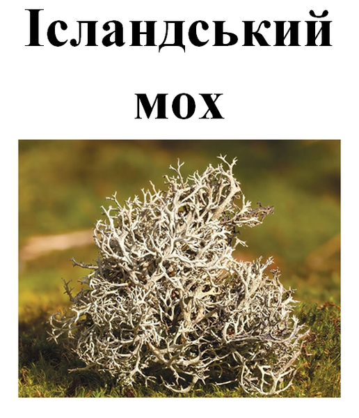 Ісландський мох, 30 грам. 1215232556 фото