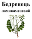 Бедренец камнеломковый, корень сухой, 50 грамм. 1794810851 фото 2