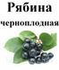Рябина черноплодная, ягода сухая, 80 грамм. 1240959452 фото 2