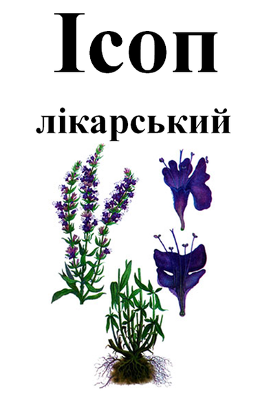 Иссоп лекарственный, трава сухая, 30 грамм. 1215233173 фото