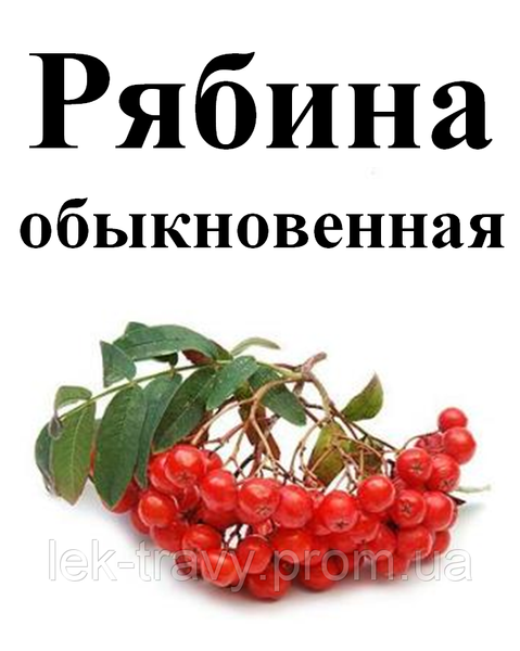 Рябина обыкновенная, ягода сухая, 80 грамм. 1240961091 фото