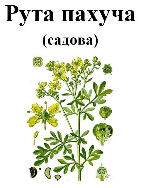 Рута пахуча (садова, запашна), трава суха, 30 грам. 1240962518 фото