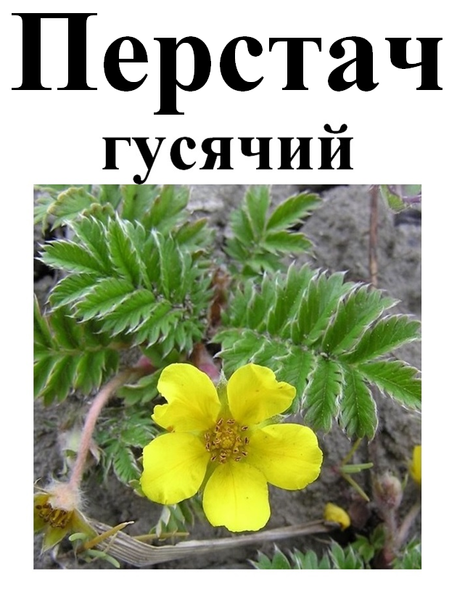 Перстач гусячий, трава суха, 25 грам. 1488440700 фото