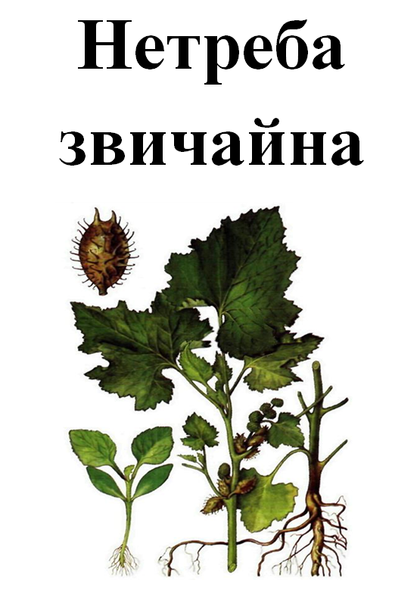 Нетреба звичайна (зобник, дурнишник), трава суха, 30 грам. 2261229056 фото