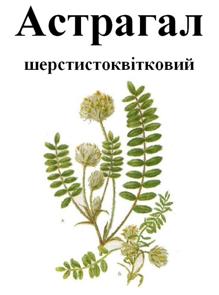 Астрагал шерстистоцвітий, трава суха, 35 грам 1209537351 фото