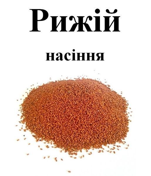 Рижій насіння, 100 грам. 1240965327 фото