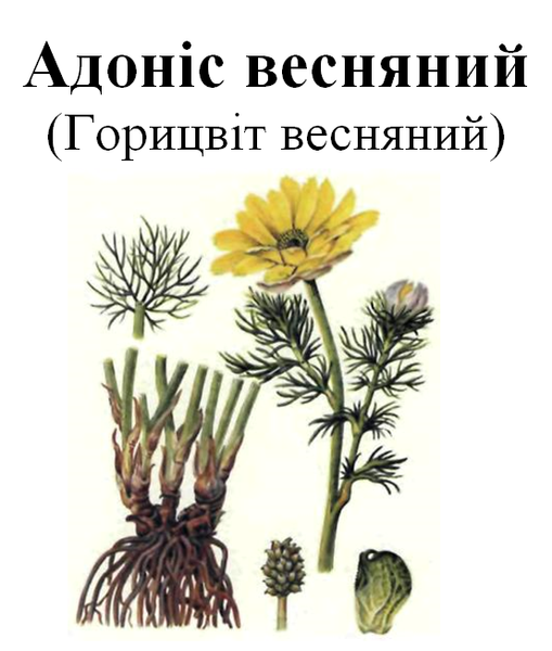 Адоніс весняний/горицвіт весняний, трава суха, 30 грам. 1209545743 фото