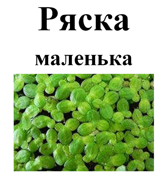 Ряска маленькая, трава сухая, 40 грамм. 1696555762 фото